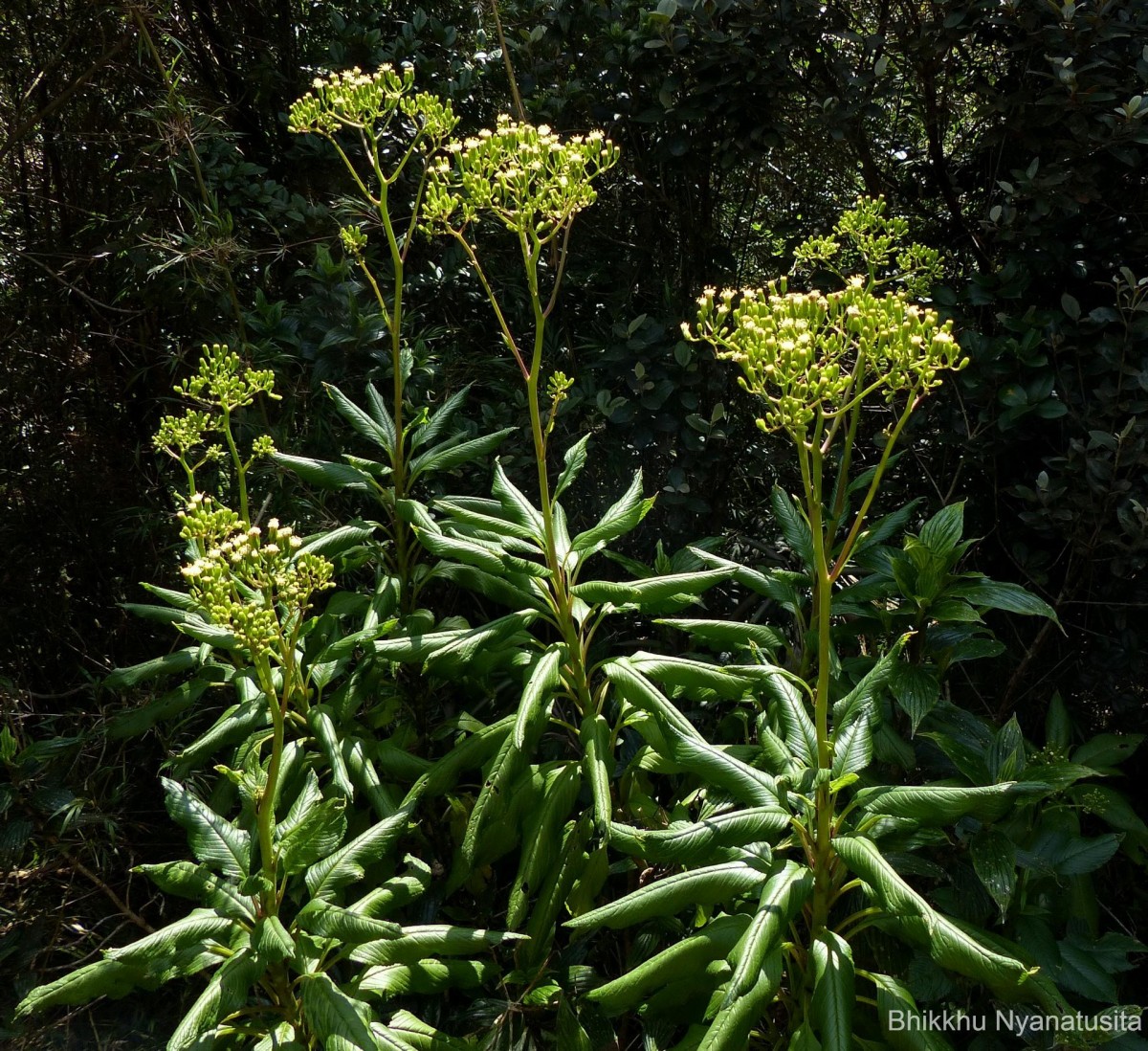 Kleinia walkeri (Wight) M.R.Almeida